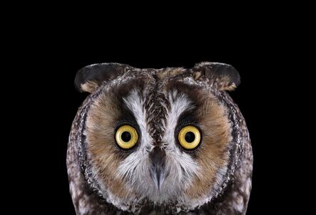 Brad Wilson, ‘Long Eared Owl #1, Espanola, NM’, 2011