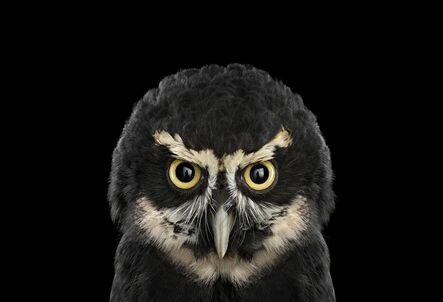Brad Wilson, ‘Spectacled Owl #1, St. Louis, MO’, 2012