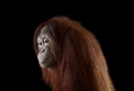 Brad Wilson, ‘Orangutan #6, Los Angeles, CA’, 2011