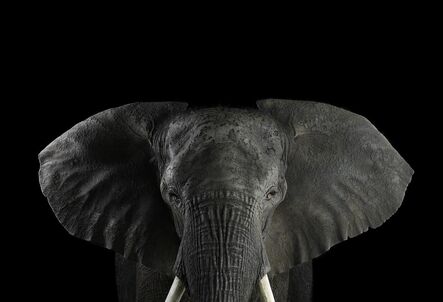 Brad Wilson, ‘African Elephant #1, Los Angeles, CA’, 2010