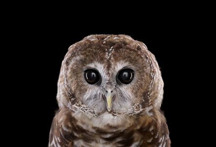 Brad Wilson, ‘Mexican Spotted Owl #1, Espanola, NM ’, 2011