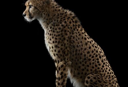 Brad Wilson, ‘Cheetah #1, Los Angeles, CA ’, 2011