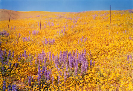 William Eggleston, ‘Yellow Flowers, Hillside, California’, 1978