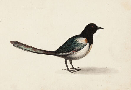 Master of the Arundel Sketchbook, ‘A Magpie’, ca. 1645