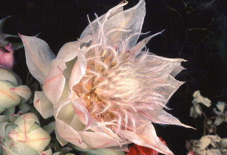 Nobuyoshi Araki, ‘Flower Rondeau #013’, 1997