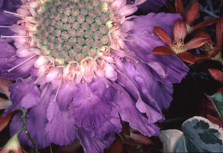 Nobuyoshi Araki, ‘Flower Rondeau #041’, 1997