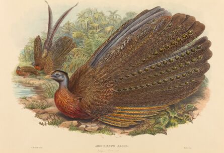 W. Hart, ‘Argus Pheasant (Argusianus Argus)’, published 1850-1883