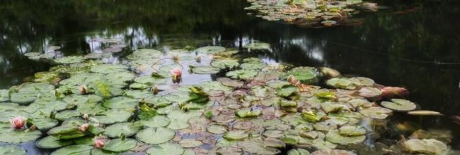 Giverny (8.55 - 21.00 Uhr, 24.6.2014)