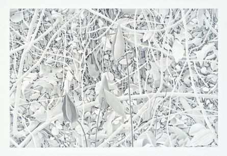 Bill Richards, ‘Milkweed and Branches’, 2010