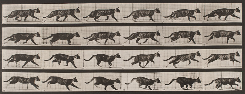 Eadweard Muybridge, ‘Plate 718, Animal Locomotion: Cat trotting, changing to a gallop’, 1872-1885 / printed 1887, Photography, Collotype, Robert Koch Gallery