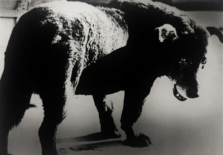 Daido Moriyama, ‘Stray Dog, Misawa’, 1971
