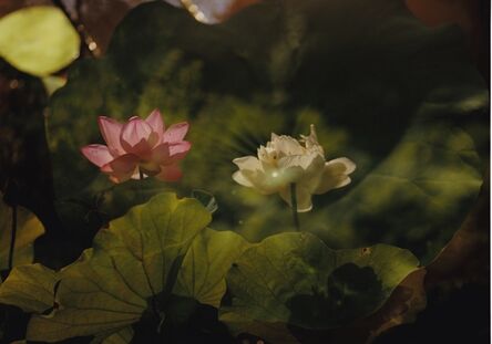 Ariko Inaoka, ‘Lotus’, 2017