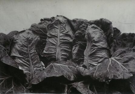 Charles Jones (1866-1959), ‘Cabbage, Flower of Spring, c.1900’, c.1900