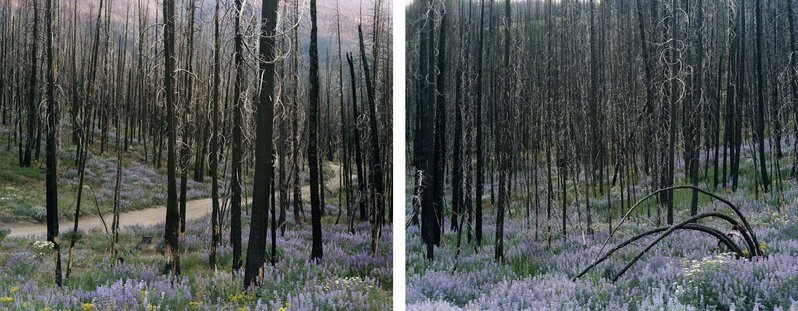 Laura McPhee, ‘Midsummer (Fisher Creek Road)’, 2008, Photography, Digital chromogenic print, Benrubi Gallery