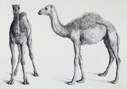 Claudio Bravo, ‘Dromedarios (Camels)’, 2008