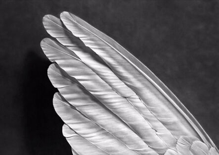 Robert Longo, ‘Robert Longo. Angel's Wing’, 2014