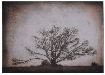 Kate Breakey, ‘Tree with Nest, Nullarbor Plain, South Australia’, n.d.