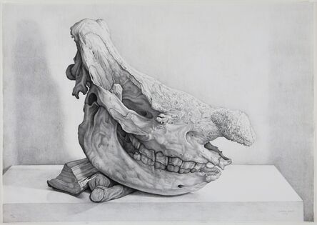 Claudio Bravo, ‘Craneo de rinoceronte (rhinoceros skull)’, 2008