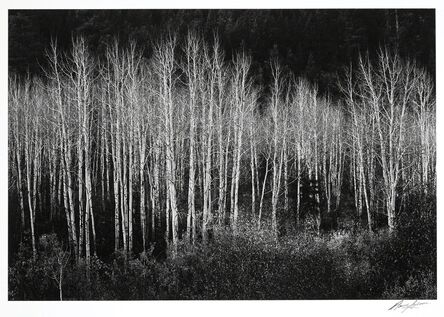 Ansel Adams, ‘Aspens, Dawn, Dolores River Canyon, Autumn, Colorado’, 1937