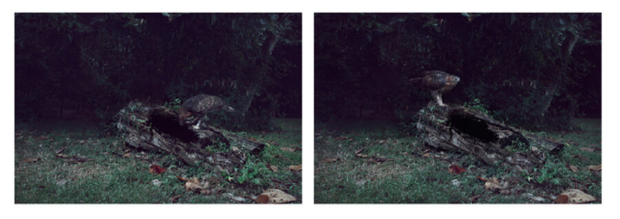 Oriental Honey Buzzard attacking a homet's nest (from the series How to eat bees?)