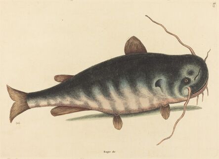 Mark Catesby, ‘The Cat Fish (Silurus catus)’, published 1754