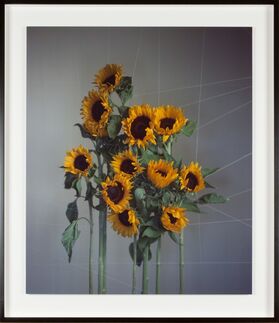 Richard Learoyd, ‘Large sunflowers’, 2018