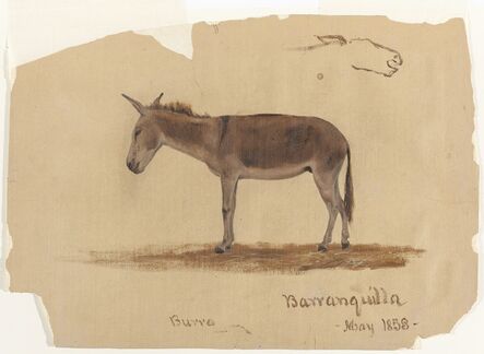 Frederic Edwin Church, ‘A Donkey, Baranquilla, Colombia’, 1853