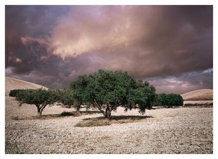 Bernhard Quade, ‘Olive Trees, Sicily, Italy’, 2008