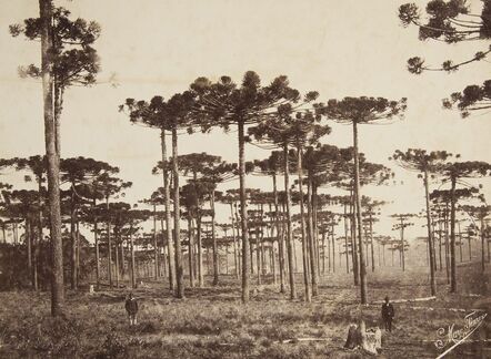 Marc Ferrez, ‘Giant Pines, Paraná State’, 1879
