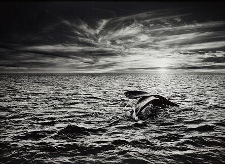 Sebastião Salgado, ‘Southern Right Whale, Navigating in the Golfo Nuevo, Valdés Peninsula, Argentina’, 2005