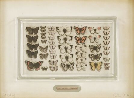 Graham Clarke, ‘British Butterflies’