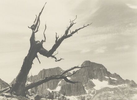 Ansel Adams, ‘Banner Peak, Mt. Ritter, Tree’, ca. 1929