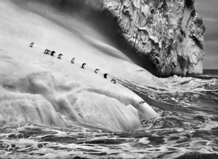 Sebastião Salgado, ‘Chinstrap penguins on an iceberg, between Zavodovski and Visokoi islands, South Sandwich Islands’, 2009