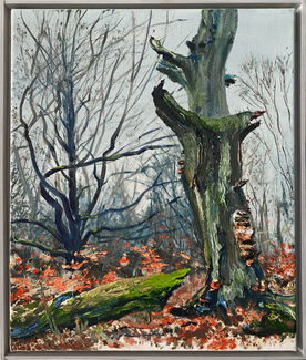 Saxana N. Schötschel, ‘Urwald Sababurg’, 2016