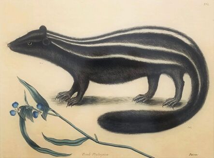 Mark Catesby, ‘Putorius & Pseudo Phalangium (The Pole-Cat) (Skunk)’, 1771-1810