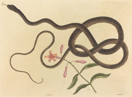 Mark Catesby, ‘The Coach-whip Snake (Coluber flagellum)’, published 1731-1743