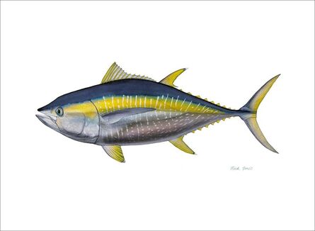 Flick Ford, ‘Yellowfin Tuna’, 2016