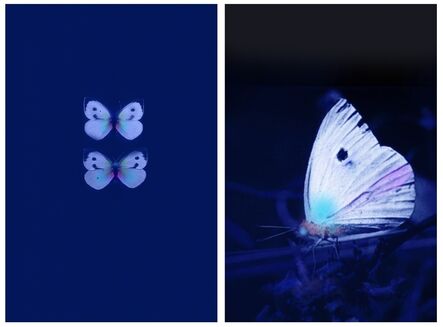 Robert Zhao Renhui, ‘Butterflies in UV, Male/Female - Diptych’