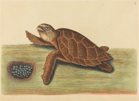 Mark Catesby, ‘The Hawks-bill Turtle (Testudo caretta)’, published 1731-1743