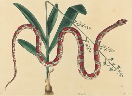 Mark Catesby, ‘The Corn Snake (Coluber fulvius?)’, published 1731-1743