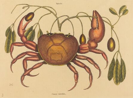 Mark Catesby, ‘The Land-crab (Cancer ruricola)’, published 1731-1743