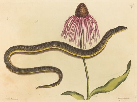 Mark Catesby, ‘The Glass Snake (Anguis ventralis)’, published 1731-1743