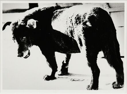 Daido Moriyama, ‘Stray Dog, Misawa’, 1971-printed c. 2002