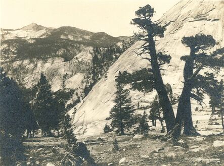 Ansel Adams, ‘Sierra Junipers, Upper Merced Basin, Yosemite Valley’, c. 1927