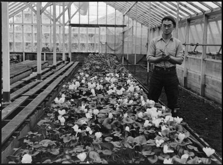 Dorothea Lange, ‘Greenhouse, San Francisco’, 1942