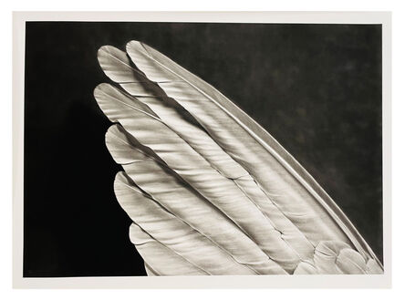 Robert Longo, ‘Angel's Wing’, 2014
