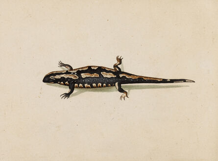 Master of the Arundel Sketchbook, ‘A Spotted Salamander (Salamandra Maculosa)’, ca. 1645