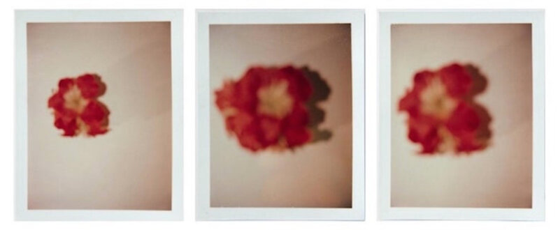 Andy Warhol, ‘Set of Three Polaroid Photographs of Flowers’, 1982, Photography, Polaroid, Hedges Projects