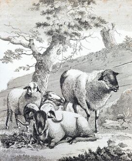 William Augustus Osbaldiston, ‘Lincolnshire Sheep’, 1792-1798
