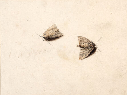 Master of the Arundel Sketchbook, ‘White Ermine Moths (Spilo soma lubricipeda)’, ca. 1640
